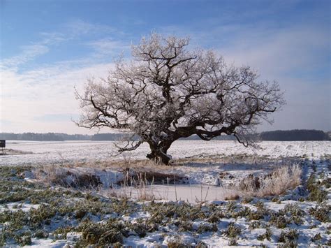 Oak in winter Free Photo Download | FreeImages