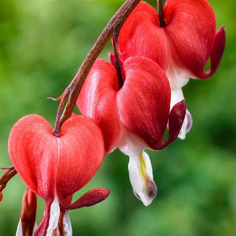 Valentine Bleeding Heart Dicentra Shop At Spring Hill