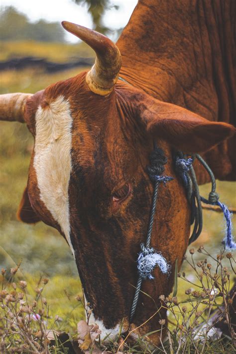 Brown and White Cow on Green Field · Free Stock Photo