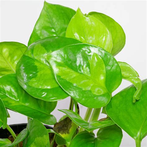 Global Green Pothos (Epipremnum aureum "Global Green")