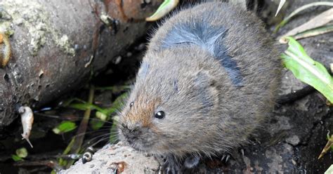 About a Brook: First Baby Vole of the Year