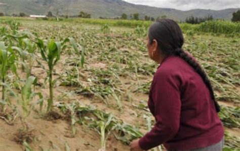 Heladas provocan daños en cultivos en la región centro de Potosí ANF