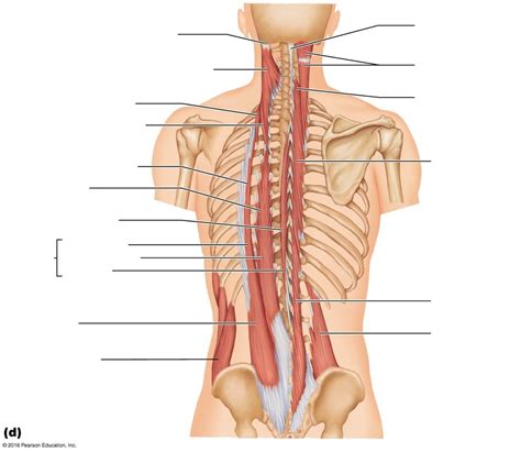 Neck Muscles And Vertebral Column Diagram Quizlet The Best Porn Website