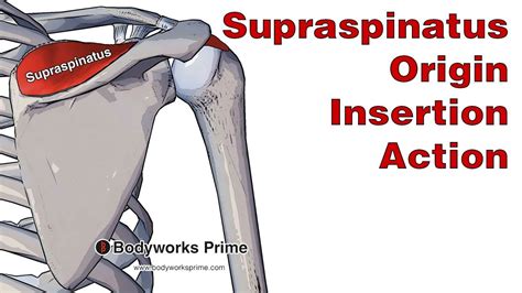 Supraspinatus Anatomy Origin Insertion And Action Youtube