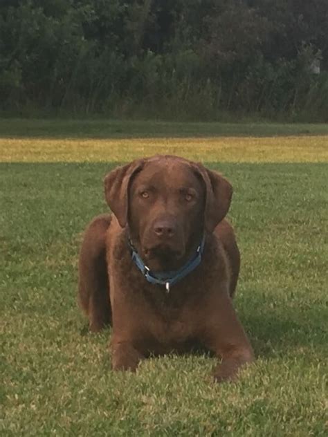 Pin By Sue Ann On Kane Chesapeake Bay Retriever Labrador Retriever