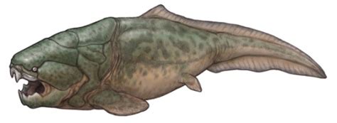 The Dunkle’s Bone Dunkleosteus 1873 Phylum The Evolution Of Life On Earth