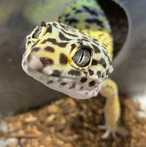 Nice 🥰 Rleopardgecko