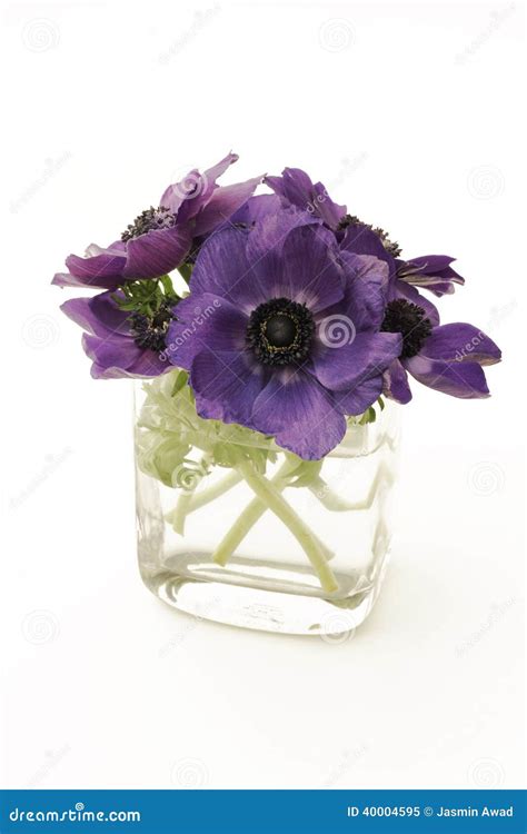 Purple Flowers In A Vase On White Background Stock Image Image Of