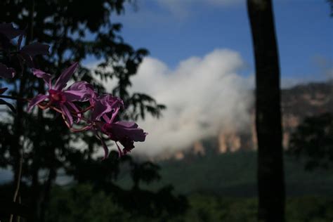 Explorando La Maravillosa Canaima Lugares Que Deber As Conocer