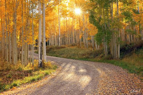 15 Stunning Examples of Tree Photography | Fine Art Prints By Aaron Reed