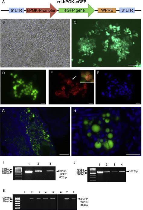 Cultured Zfpgcs Were Efficiently Transduced With A Lentiviral Vector