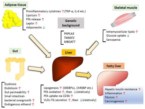 Ijms Free Full Text Role Of Insulin Resistance In Mafld