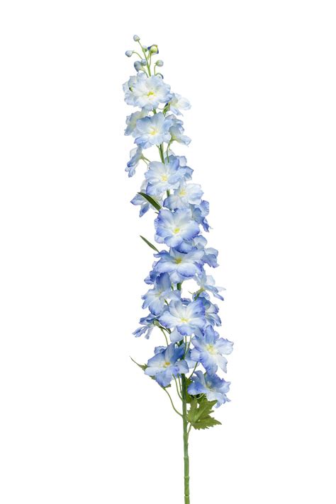 Delphinium – Artofit