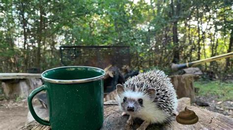 Hedgehogs Poop Color: Everything You Need to Know!