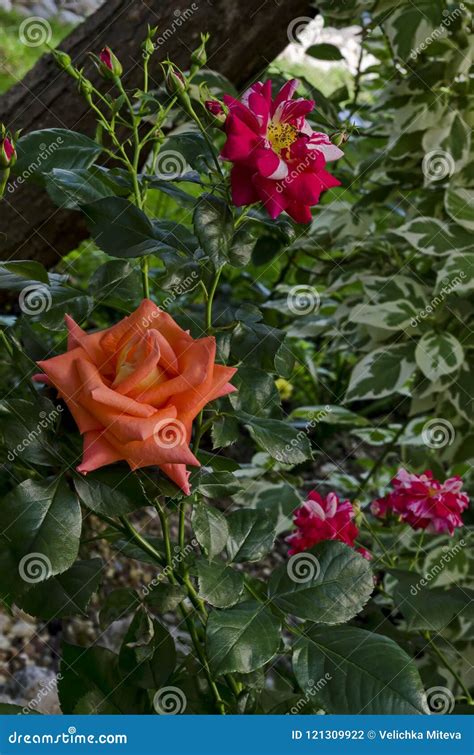 Orange Rose Bush in Bloom at Natural Outdoor Garden Stock Photo - Image ...