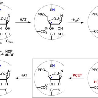 Proposed mechanism for the biosynthesis of deoxynucleotides within the ...