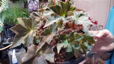 Details 100 Picture Begonia Rex Hibrida Abzlocal Mx