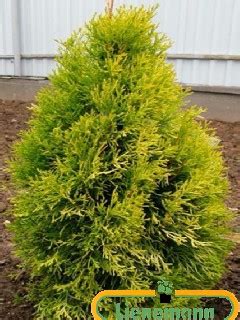 Thuja Occidentalis Golden Anne Baumschule Lienemann