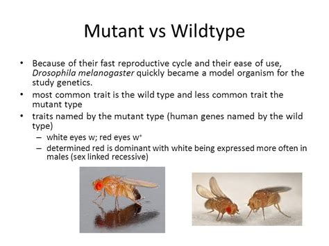 Chromosomes Inheritance The Chromosomal Basis For Inheritance Was