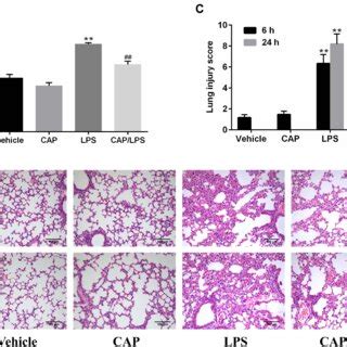 Capsaicin Cap Pretreatment Ameliorates Lipopolysaccharide