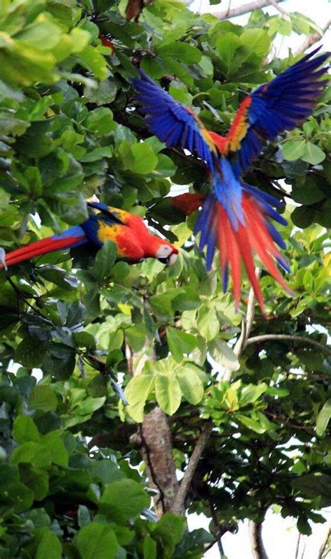 Most Beautiful Birds In Costa Rica Guide Photos Artofit