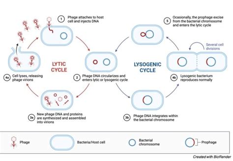 Bacteriophage Definition Structure Diagram And Function