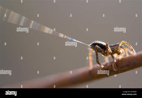 Spiders ballooning hi-res stock photography and images - Alamy