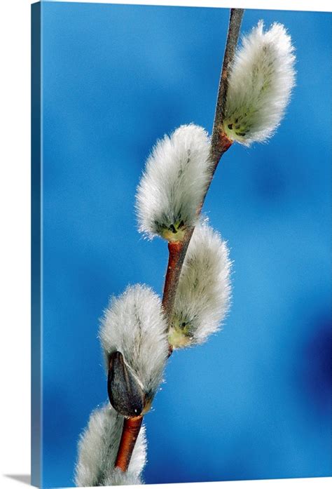 Pussy Willow Catkins Great Big Canvas