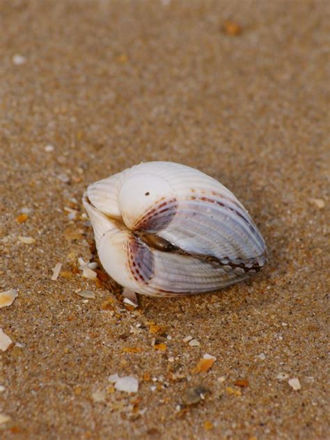 Free Images Beach Sea Nature Sand Structure Food Curve Holiday