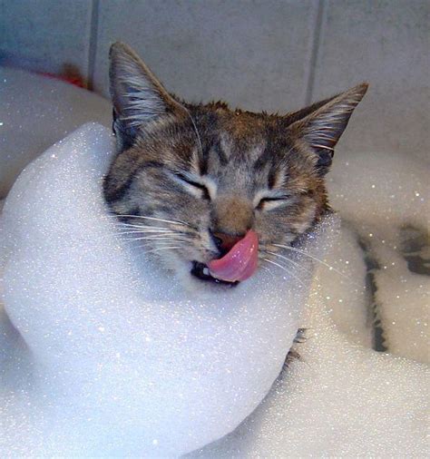 10 Photos Of Cat Bath Moments The Good And The Hard Cats In Care