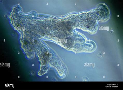 Giant Amoeba Chaos Chaos Stock Photo Alamy