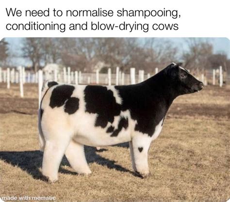 shampoo cow memes - Chameleon Memes