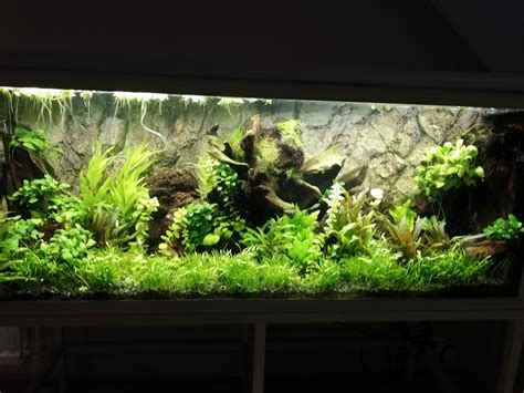 Quite happy with my underwater rainforest, 3 months in 😍 ️🦐🐟 : r/Aquascape