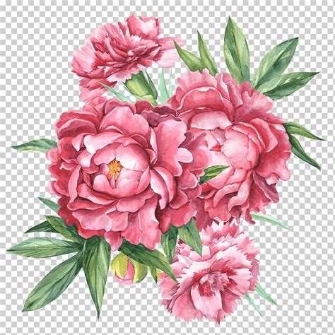 Peonía rosa flores ilustración diseño floral clavel botánico