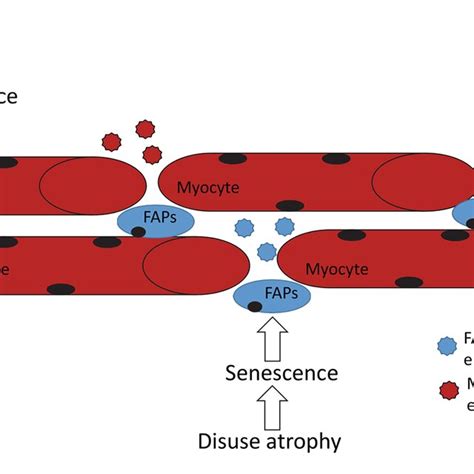 Venn Diagram Showing Senescence Associated Micrornas Detected In Evs