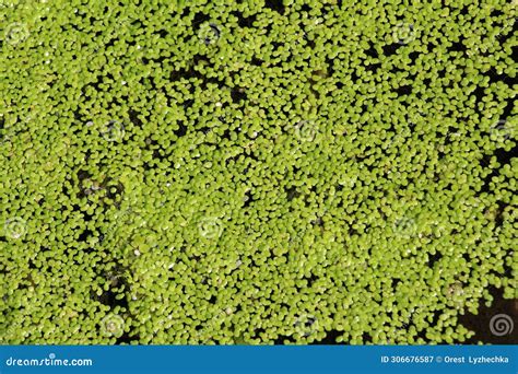 Lesser Duckweed Lemna Minor Grows Wild In A Reservoir Stock Image