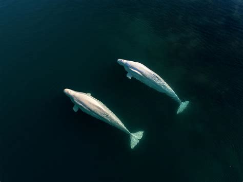 Two Beluga Whales Swimming Side Photograph By Raffi Maghdessian