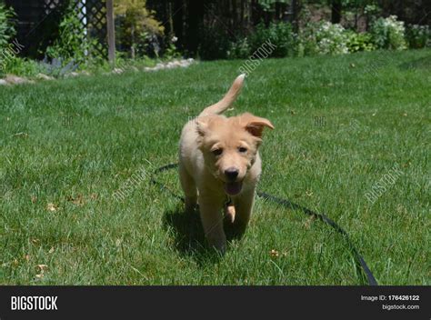 Adorable Toller Cute Puppy Dog Image & Photo | Bigstock