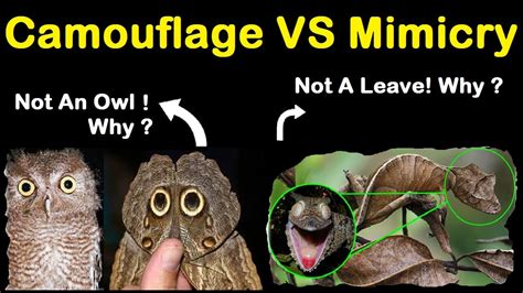 Camouflage And Mimicry Major Differences Between Camouflage And