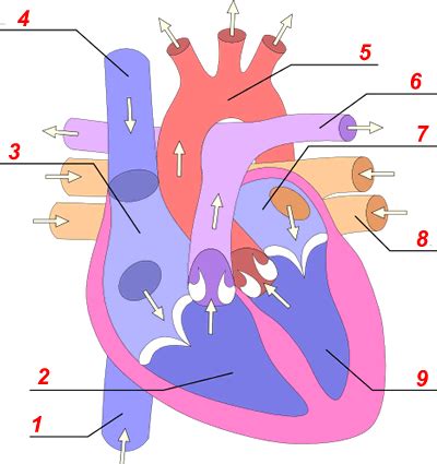 Unlabeled Heart Diagram - ClipArt Best