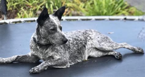 Australian Stumpy Tail Cattle dog Pure breed Puppies