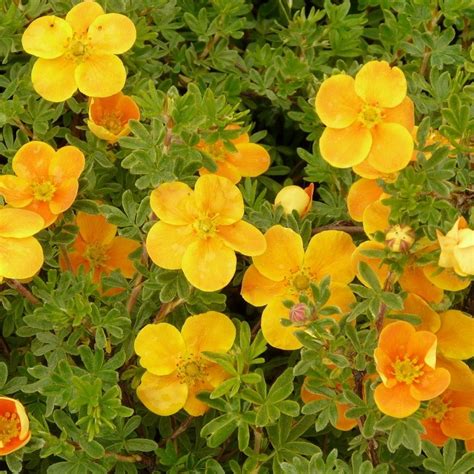 Лапчатка кустарниковая «Танжерин» Potentilla fruticosa «Tangerine ...