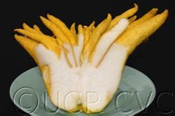 Buddha’s Hand citron | Givaudan Citrus Variety Collection at UCR