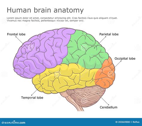 Gehirn Anatomie