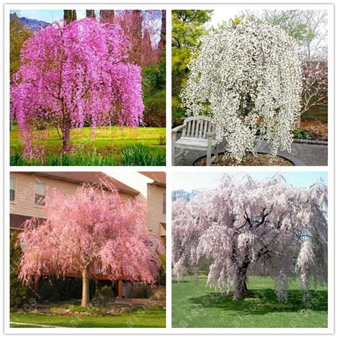 Weeping Cherry Blossom Tree Bonsai