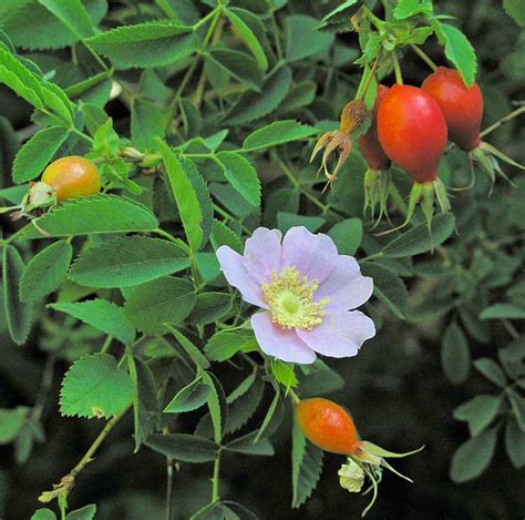 Wild Rose Hips An Attractive Source Of Vitamins For Native Americans