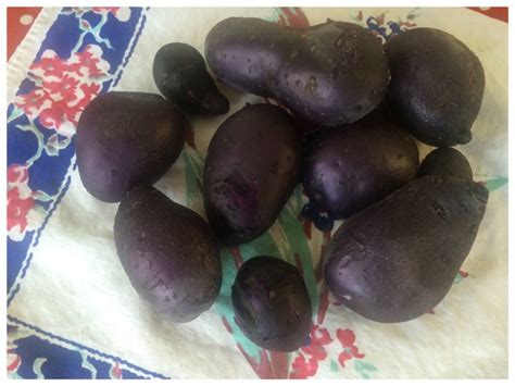 Blue Potatoes and Baked Blue Potato Chips | Counting Our Veggies