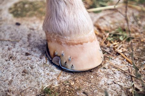 Premium Photo | Horse hoof