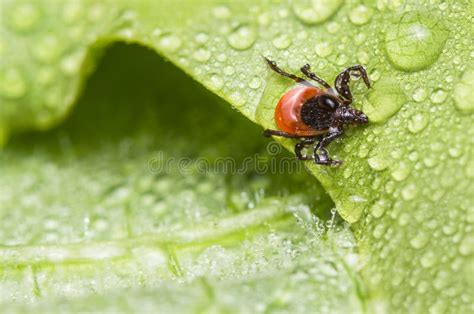 Closeup A Castor Bean Tick Parasite On Green Leaf With Water Drops