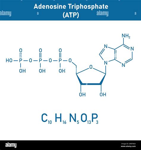 Chemical structure of Adenosine triphosphate (ATP) (C10H16N5O13P3 ...